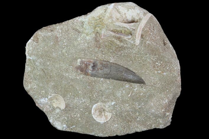 Fossil Plesiosaur (Zarafasaura) Tooth In Rock - Morocco #102089
